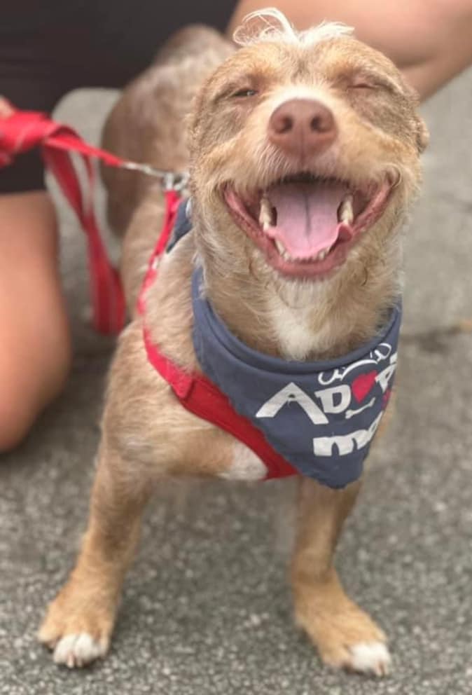 Adopt Chrome, a 3-year-old dog with a mohawk, from Dekalb County
