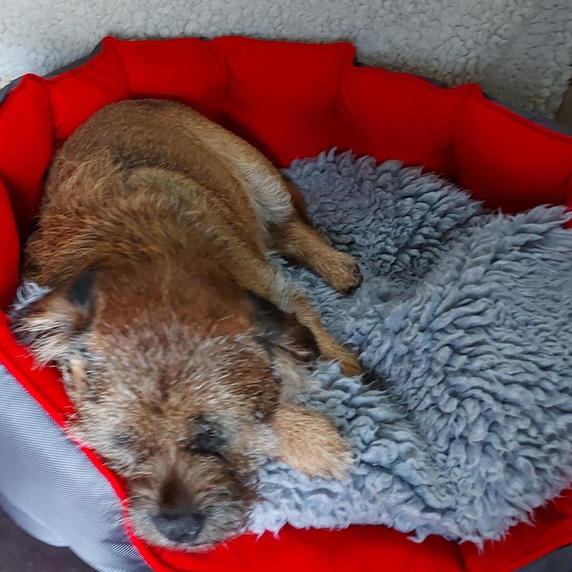 Update on Roderick... - Berwick Animal Rescue Kennels | Facebook