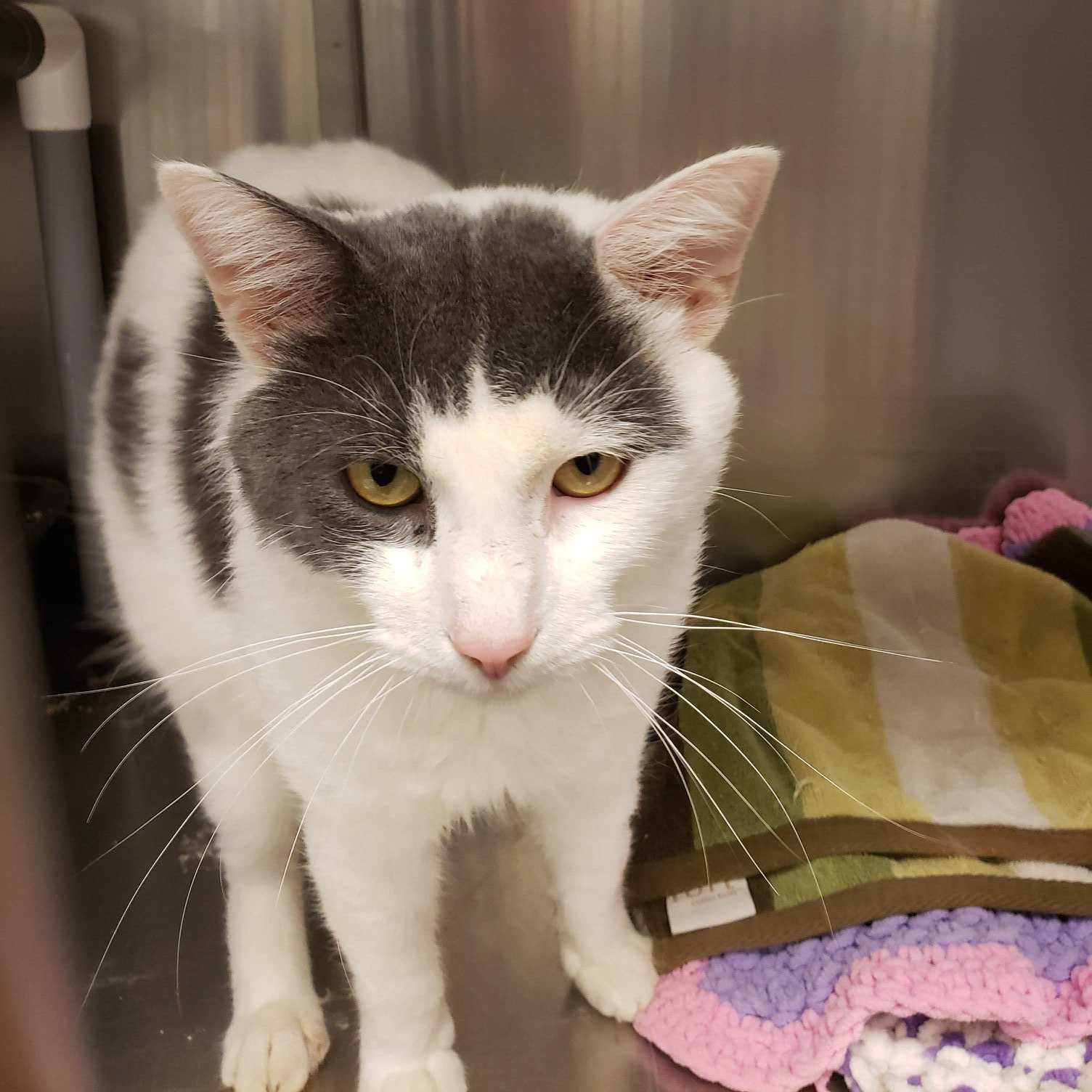 In Store For... - Toronto Cat Rescue - Waterloo Region