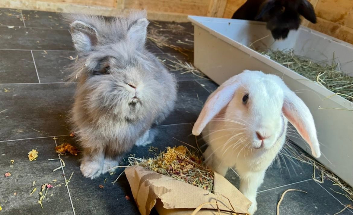 Today is the day that Koby,... - Shrewsbury Rabbit Rescue | Facebook