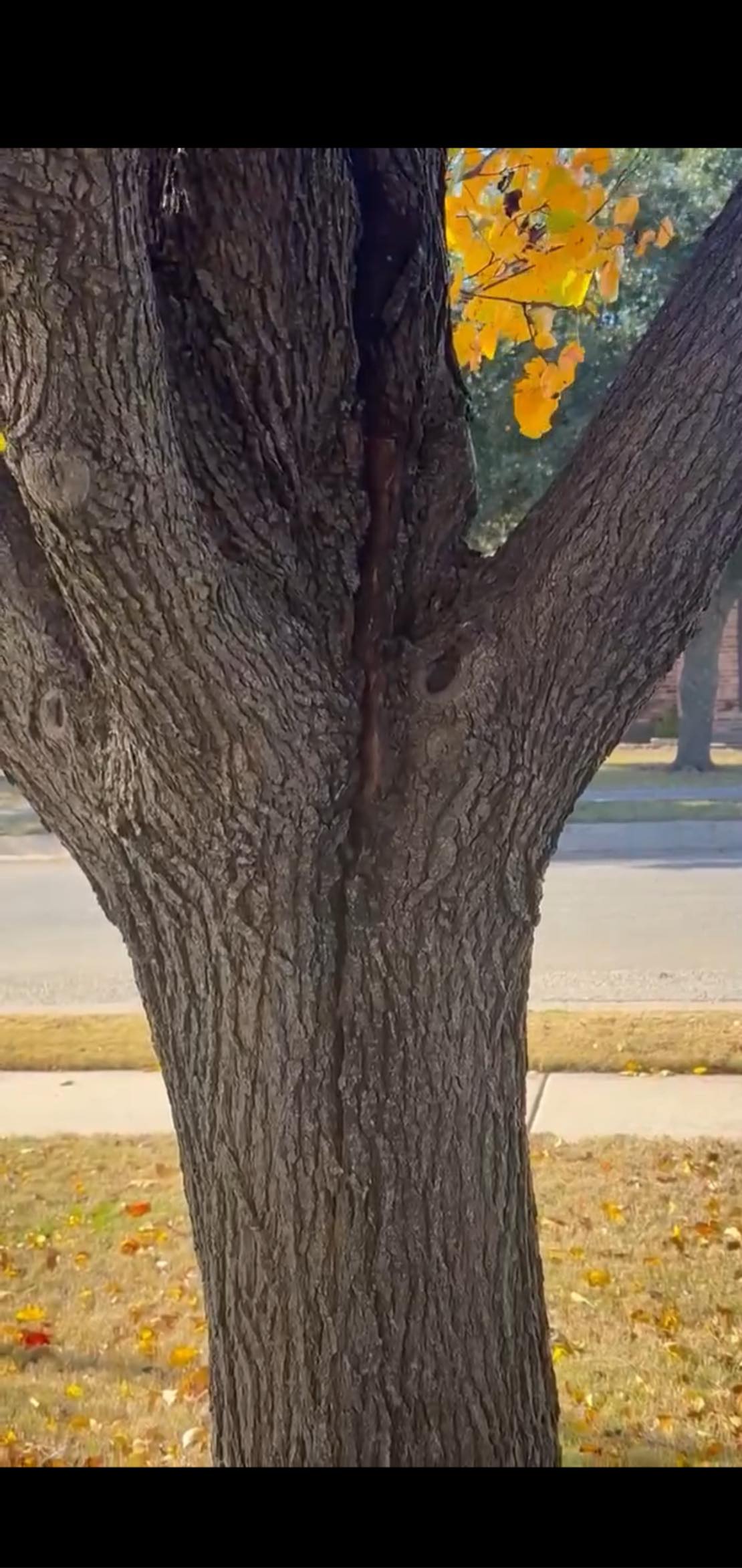 K&G Tree Service | Pilot Point TX