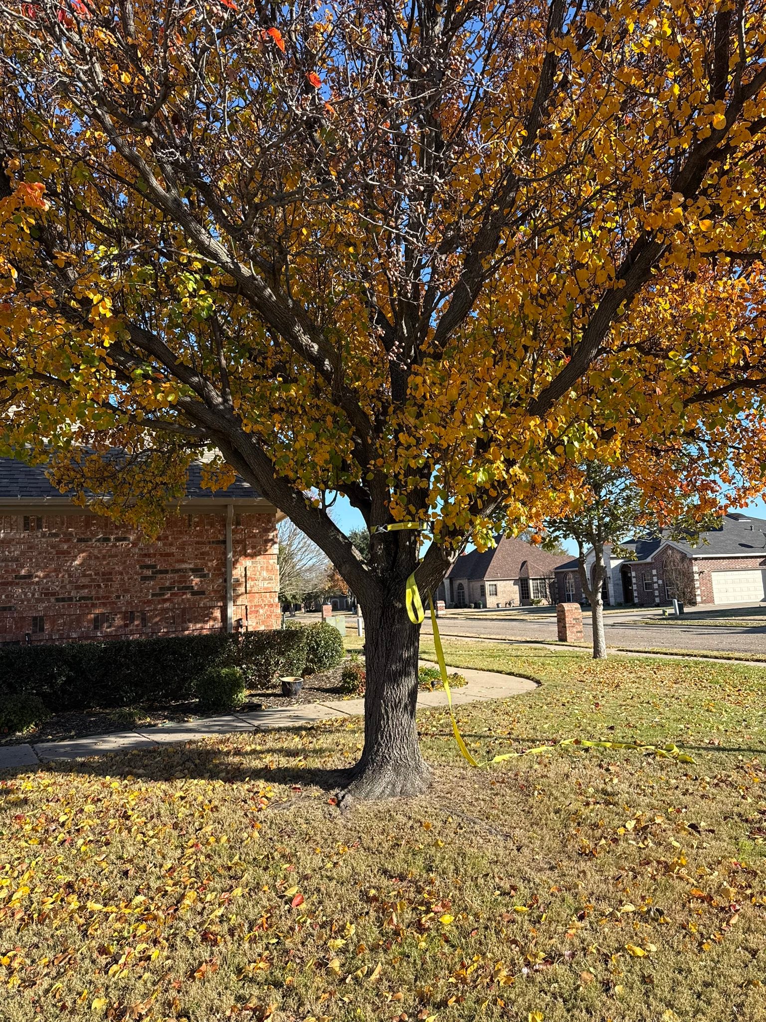 K&G Tree Service | Pilot Point TX