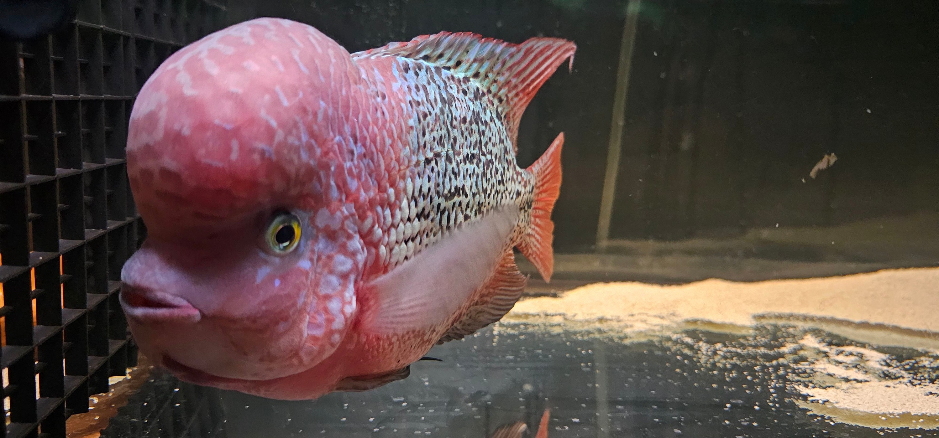 Chris Rounds Cichlids | Facebook