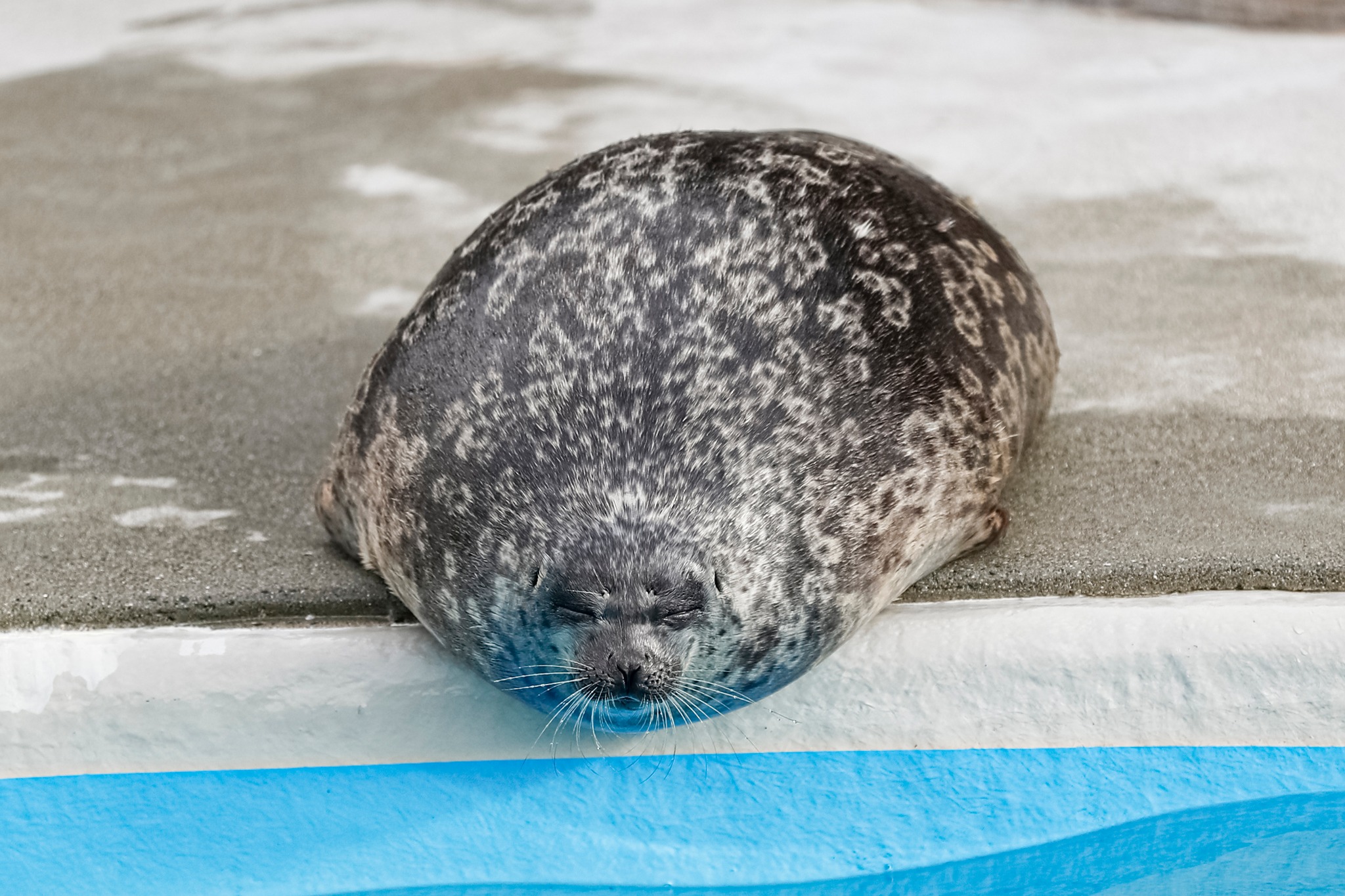 最小のアザラシ> 世界最小のアザラシ「ワモンアザラシ」は、北極海周辺