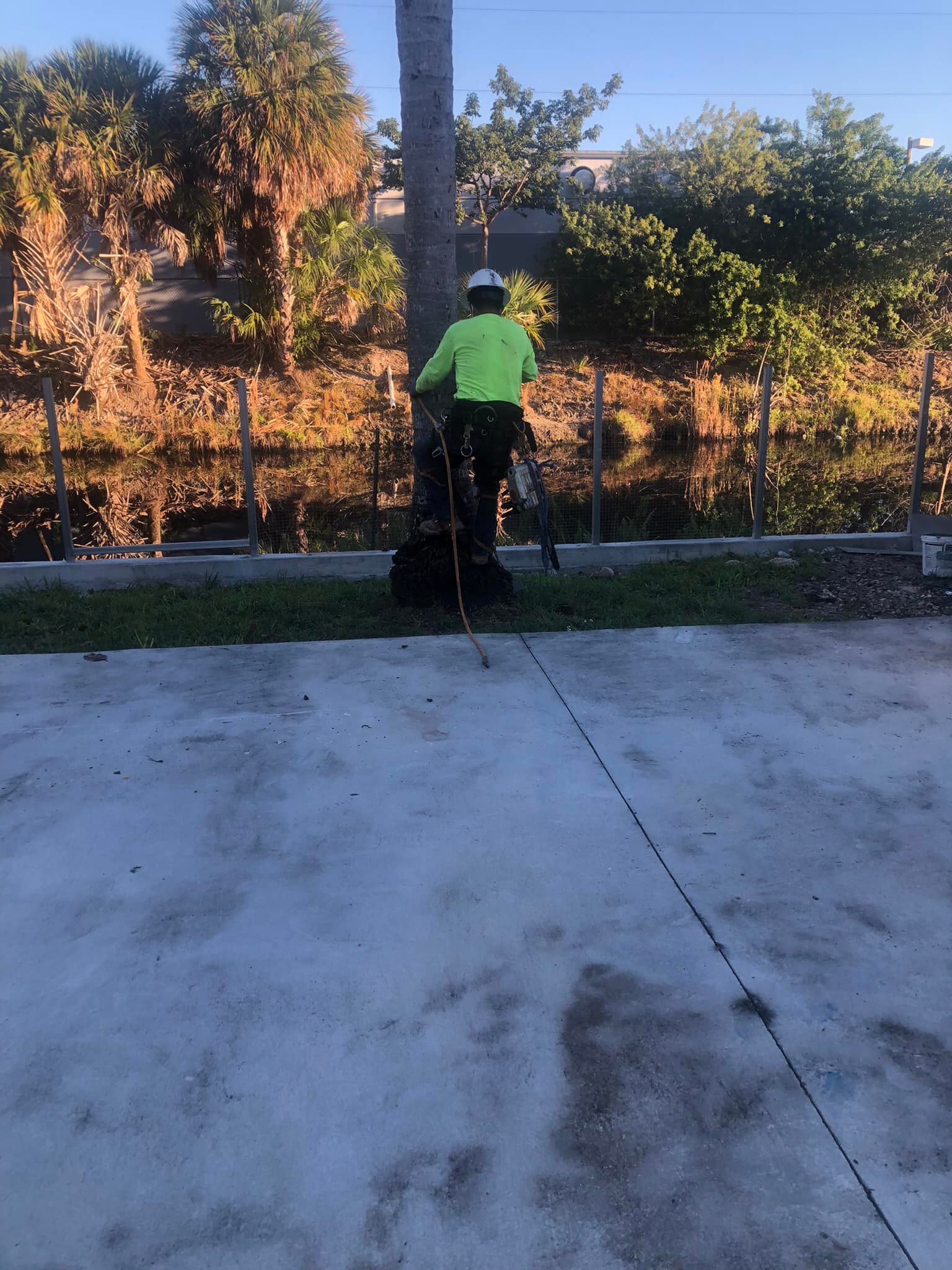Miami Tree Cutter | Miami FL