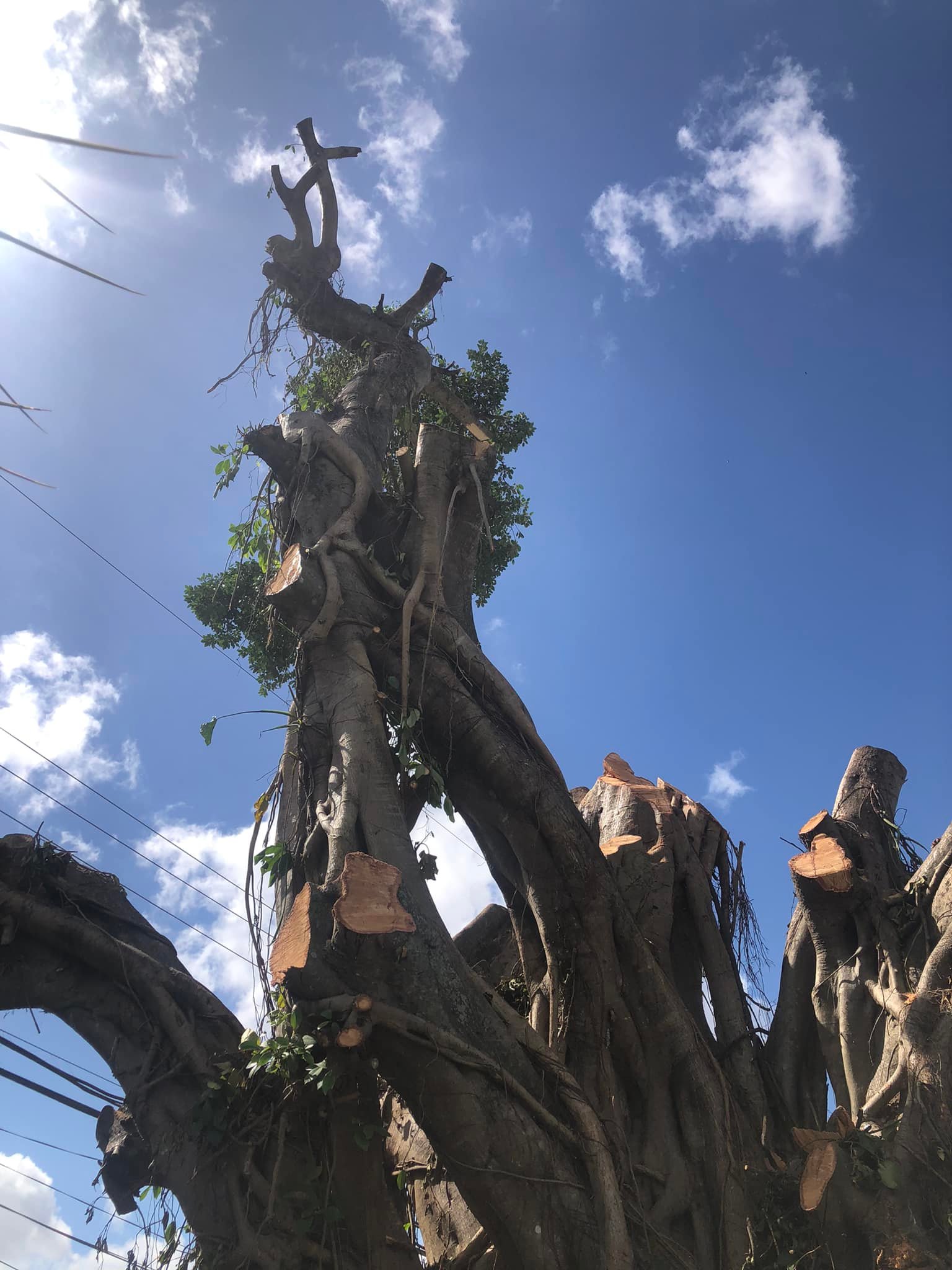 Miami Tree Cutter | Miami FL