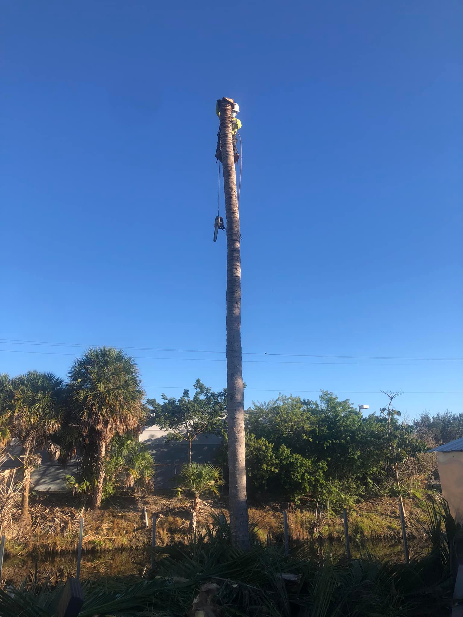 Miami Tree Cutter | Miami FL