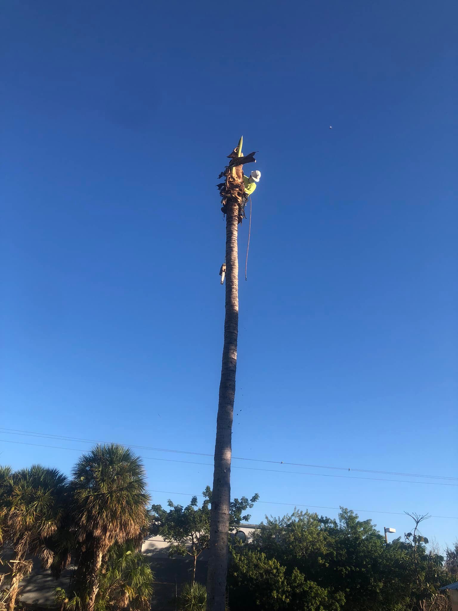 Miami Tree Cutter | Miami FL
