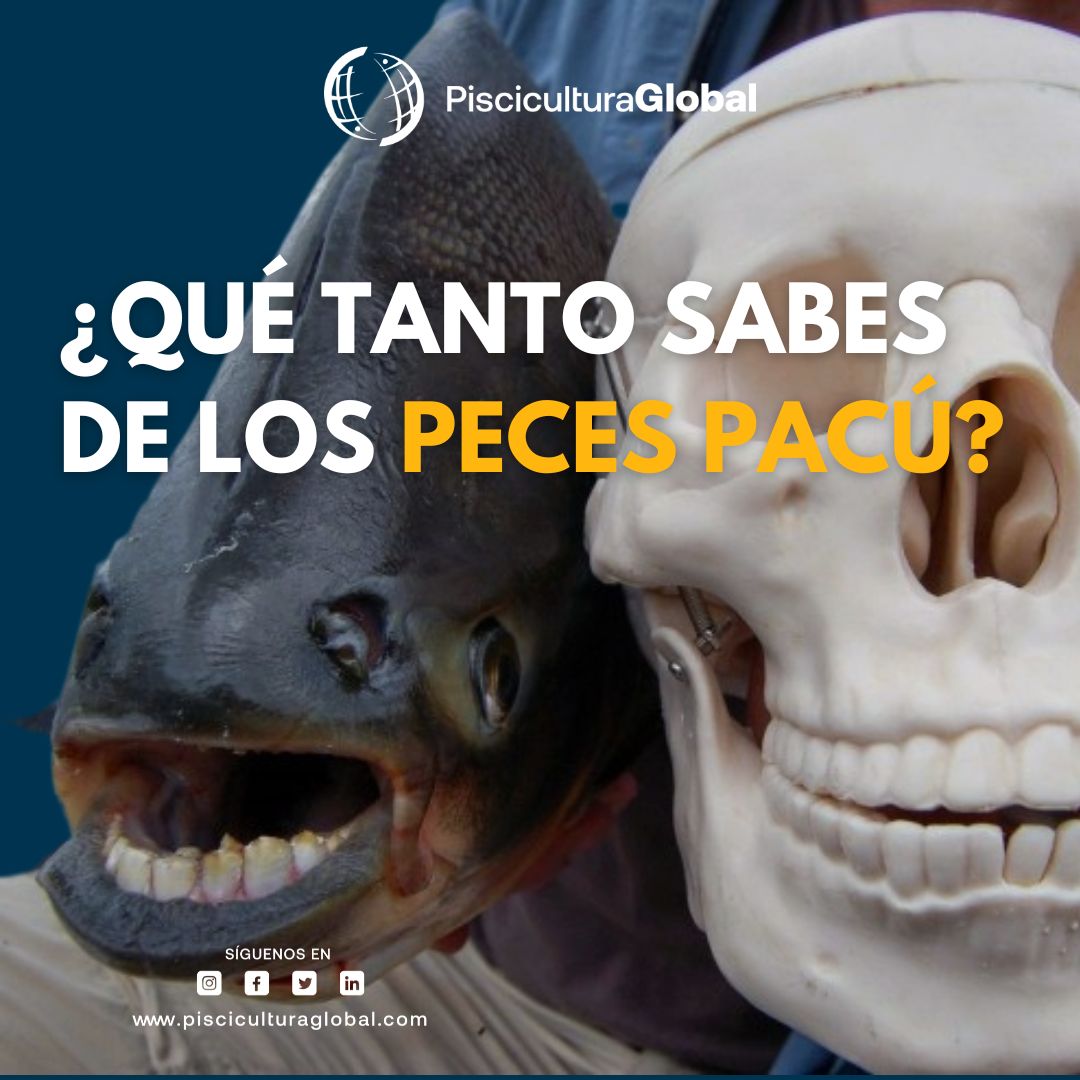 Piscicultura Global - El Pacú es considerado uno de los peces más raros ...