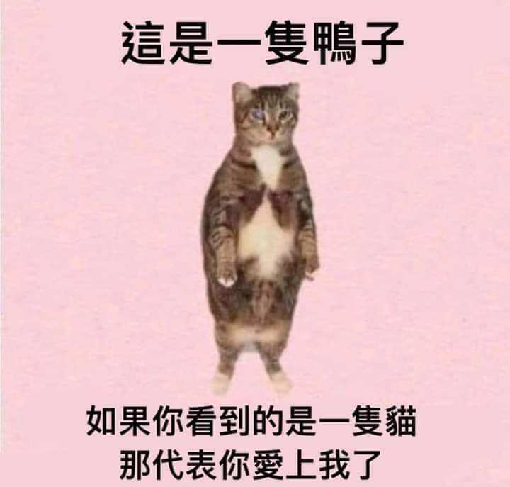 貓咪迷因cat memes - 雖然說現在單身，不過還是要跟大家分享。... | Facebook