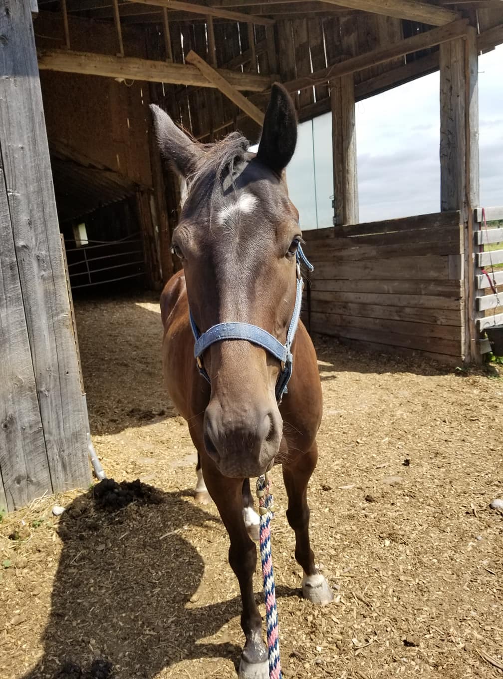 ABC Stables | Omemee ON