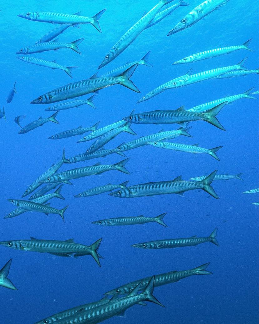la-barracuda-tambi-n-scuba-ibiza-diving-center