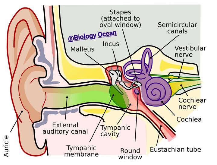 Biology Ocean