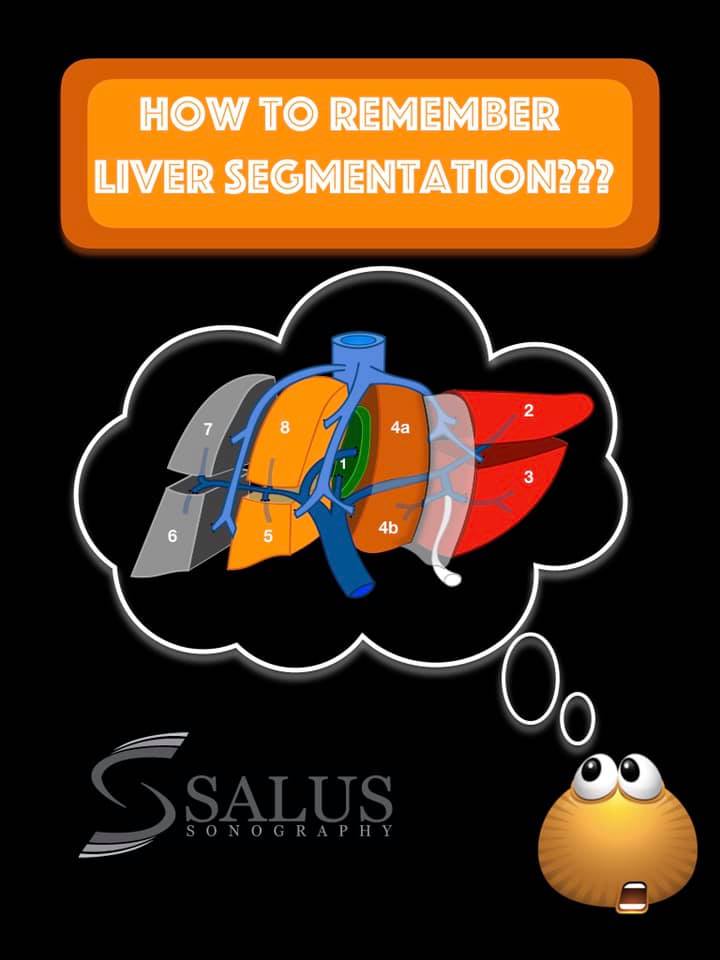 ⚜️LIVER SEGMENTATION: A HANDY 🖐 TOOL ⚙️... - Salus sonography | Facebook