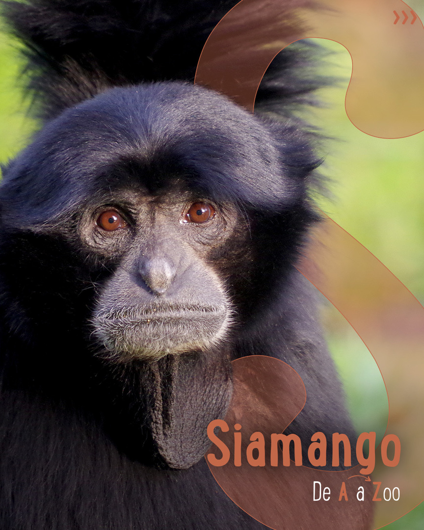 Jardim - 🔍 De A a Zoo - Siamango ⠀⠀⠀⠀⠀⠀⠀⠀⠀⠀ É a maior e mais robusta ...