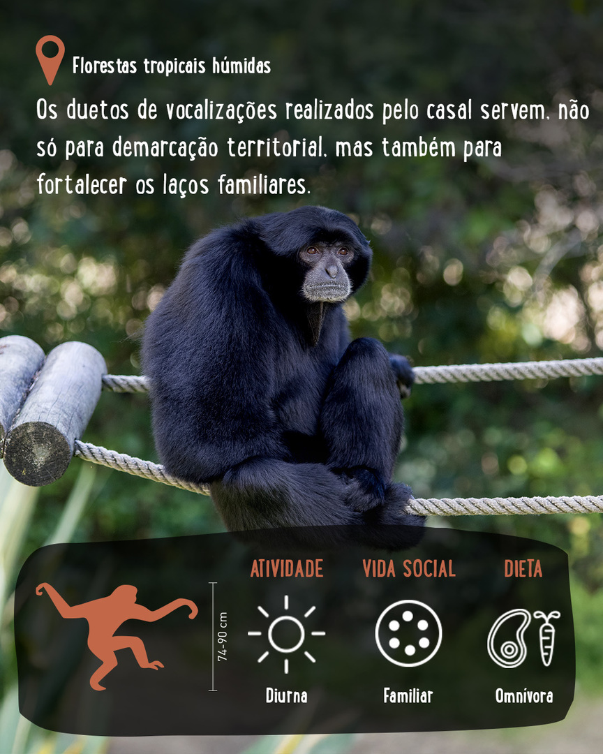 Jardim - 🔍 De A a Zoo - Siamango ⠀⠀⠀⠀⠀⠀⠀⠀⠀⠀ É a maior e mais robusta ...