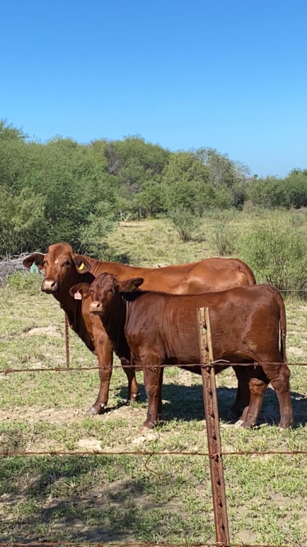 Dr. Coss Beefmaster added a new photo. - Dr. Coss Beefmaster