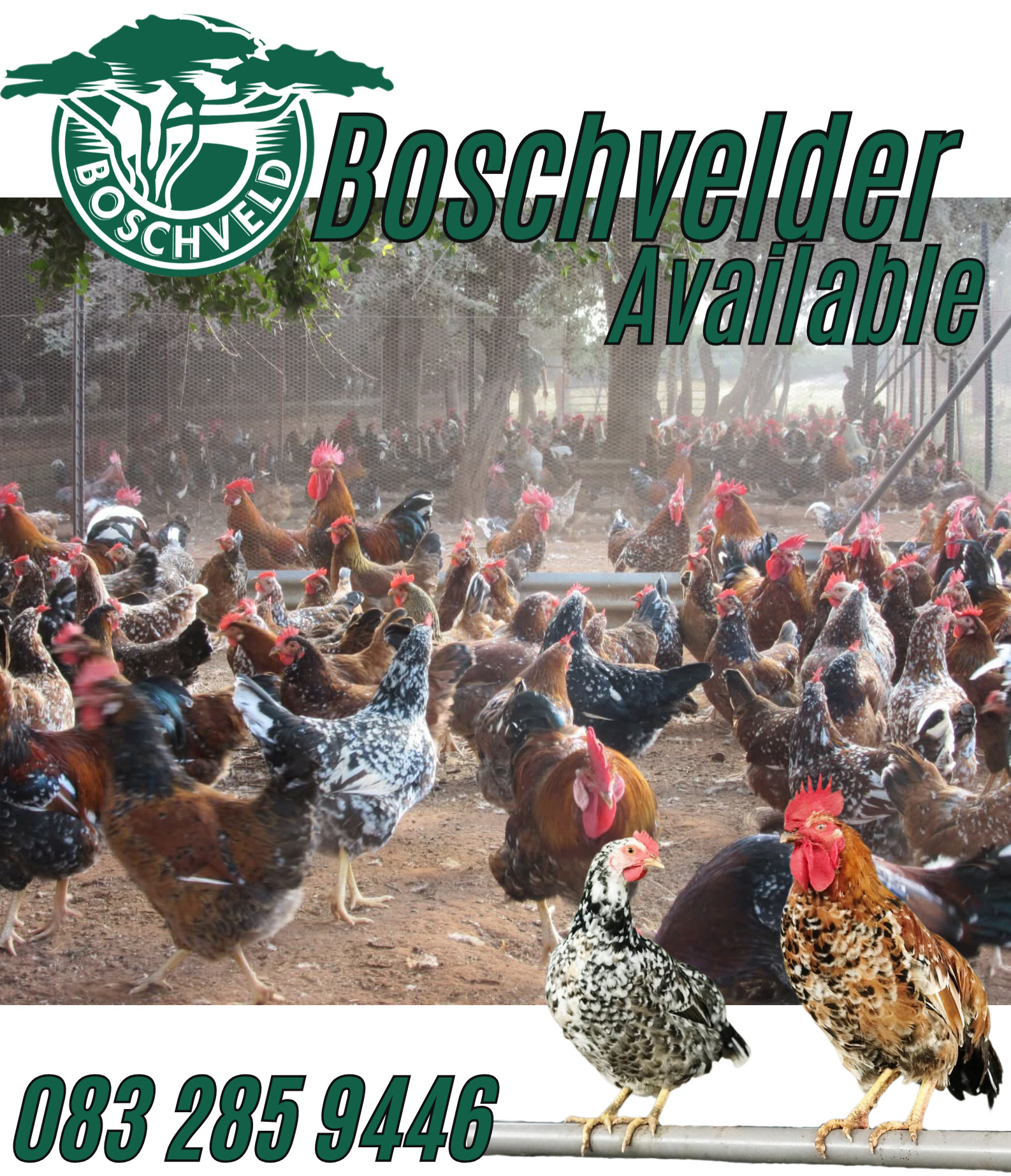 FarmOganic Chickens | Oyster Bay