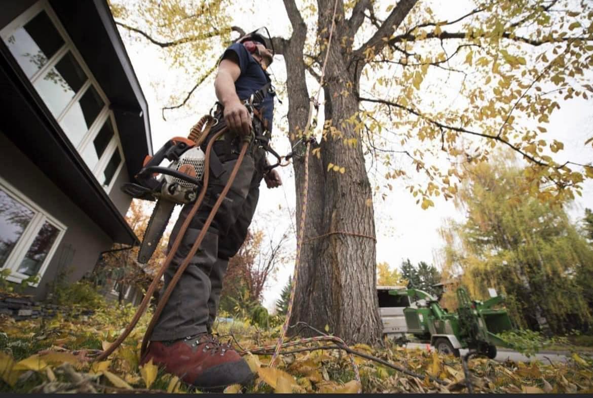 PSD Tree Experts | Point Pleasant NJ