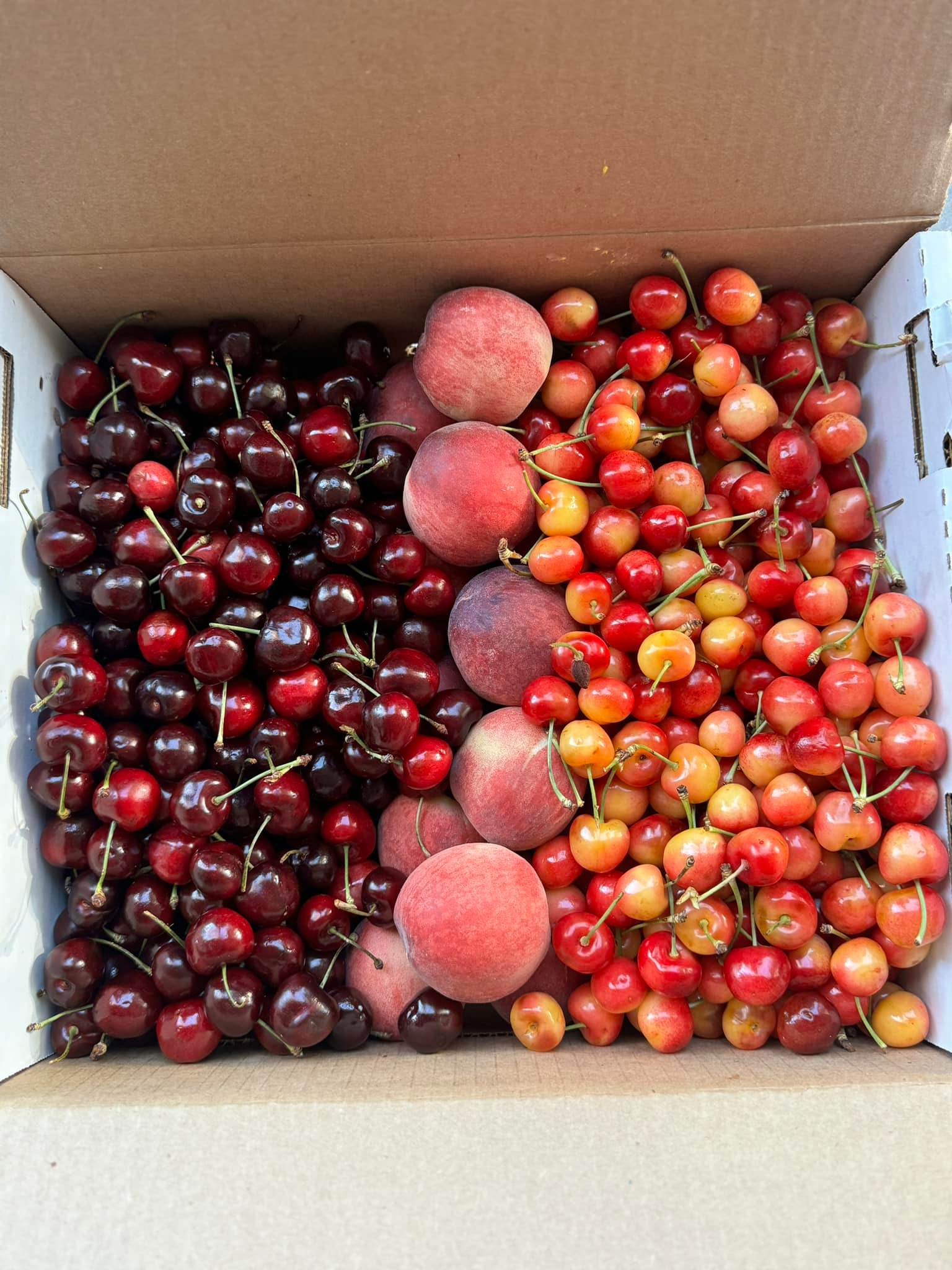 Fruit from 98 Cents Store in Las Vegas