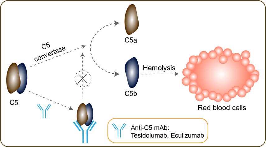البورد - ⚫️ Eculizumab in Pregnancy ⚫️ ⭕ Eculizumab is a terminal ...