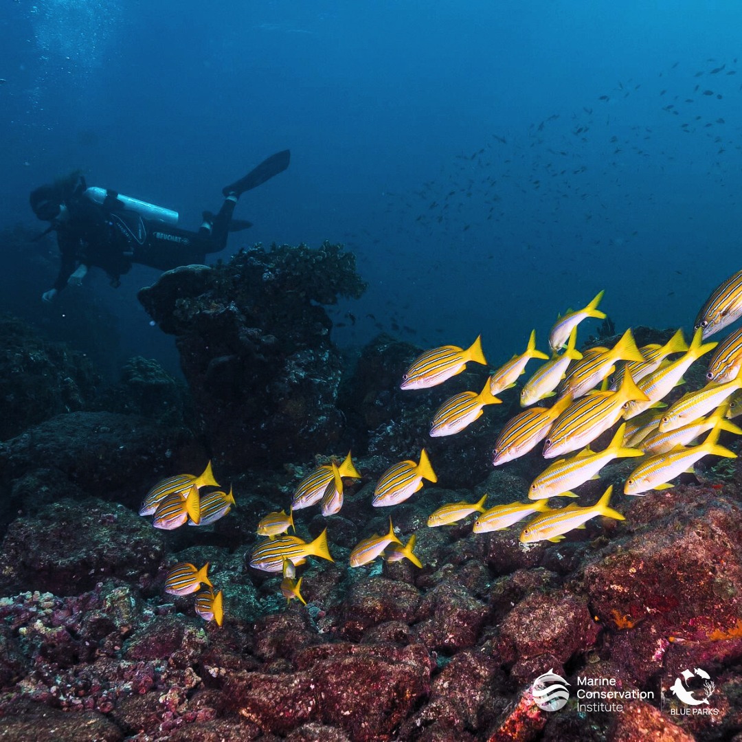 2023 Blue Park Award... - Marine Conservation Institute