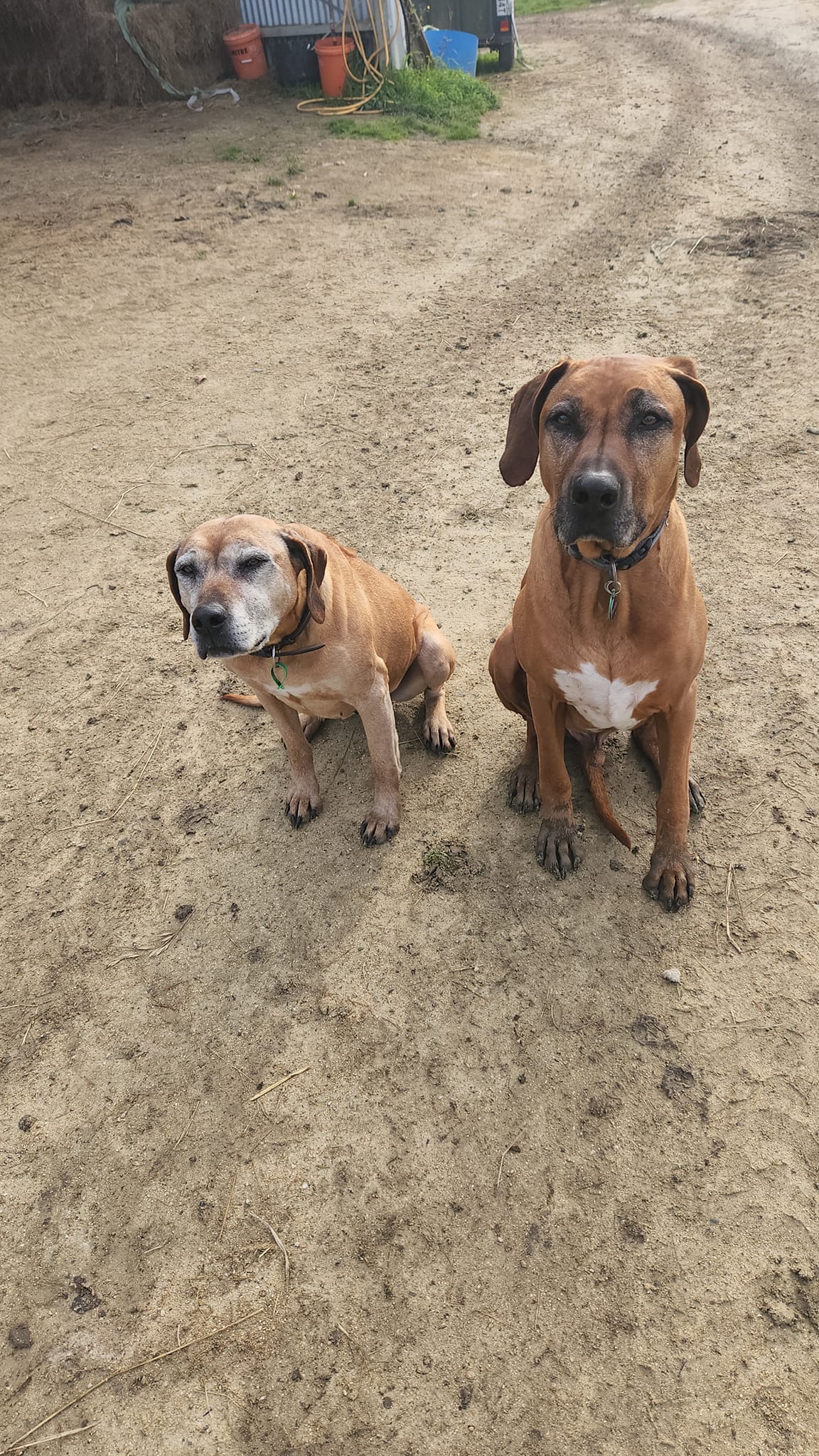 Panorama Ridgebacks | Masterton
