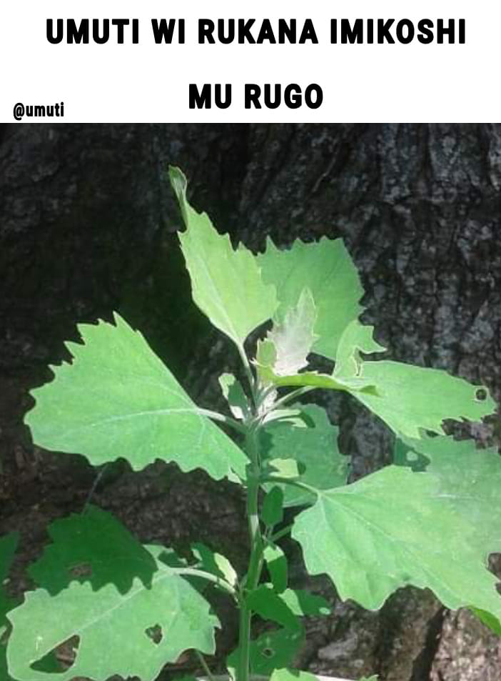 UMUTI - 🌿 UMUTI W'IRUKANA IMIKOSHI MU RUGO UMUGOMBE... | Facebook