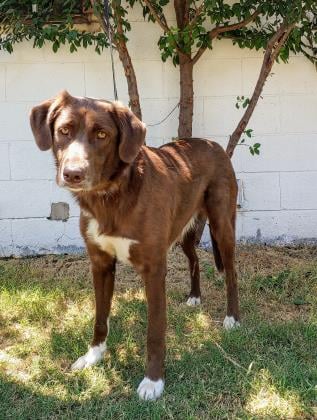 This pretty girl is a 1... - Humane Society of Wichita County