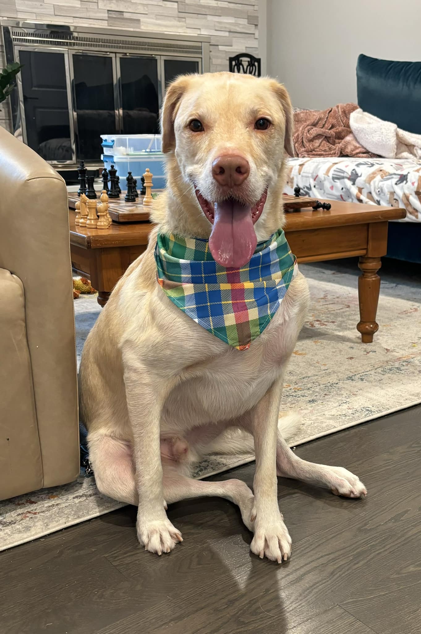 Ruger here. My foster mom made... - Chicagoland Lab Rescue | Facebook