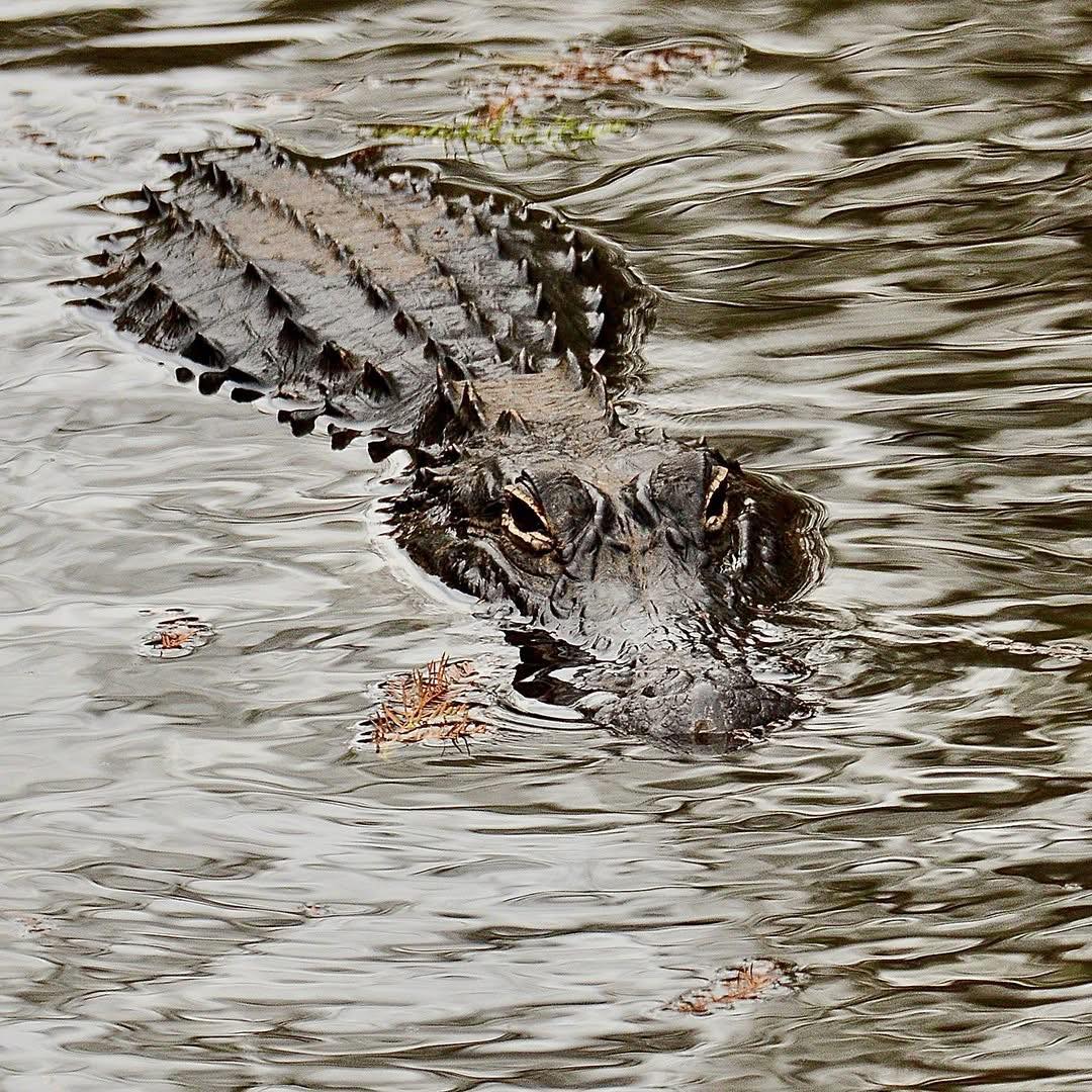 Babcock - Did you know that alligators use sticks and branches to hunt ...