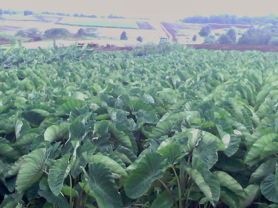 King Taro Farms