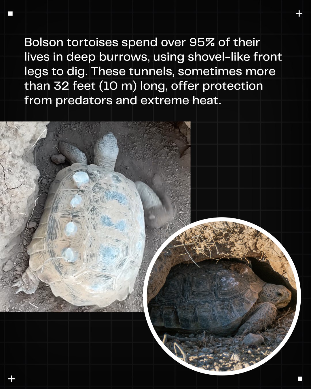 Colossal Biosciences added a new photo. - Colossal Biosciences