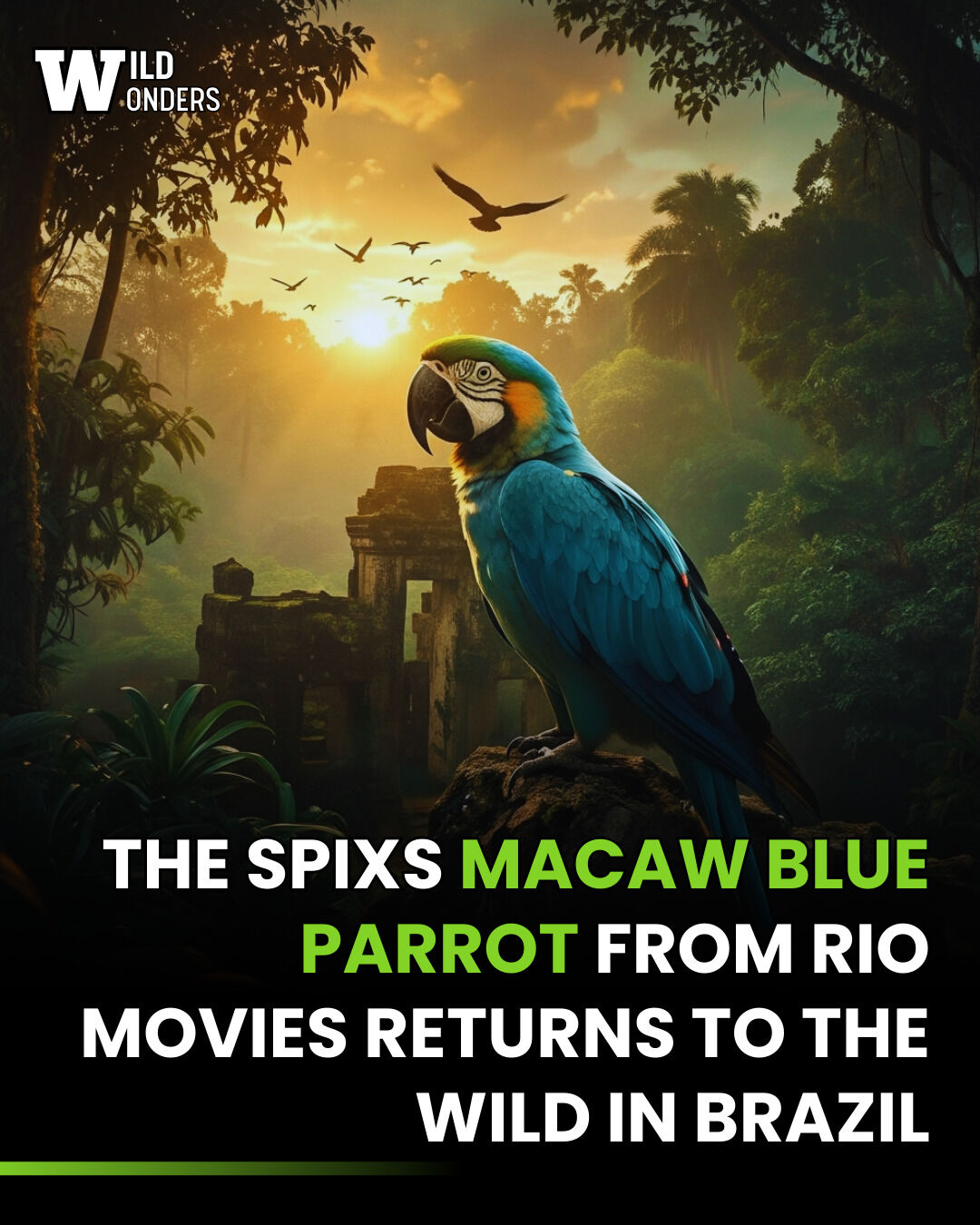 Wild - Hold onto your binoculars because one of the rarest birds on ...