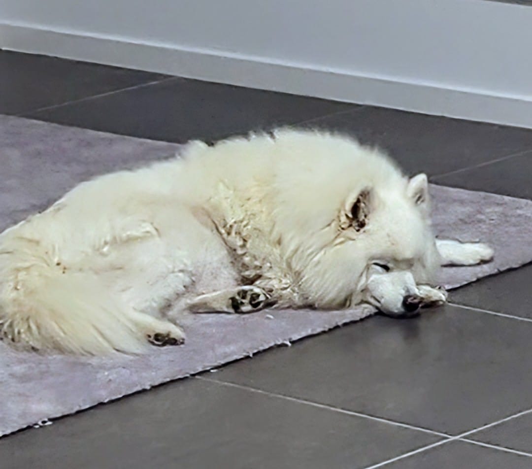 Japanese Spitz Club