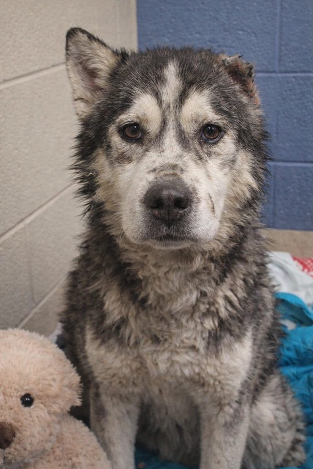 Jennie - A once-neglected husky named Koda, who lost one ear during a ...
