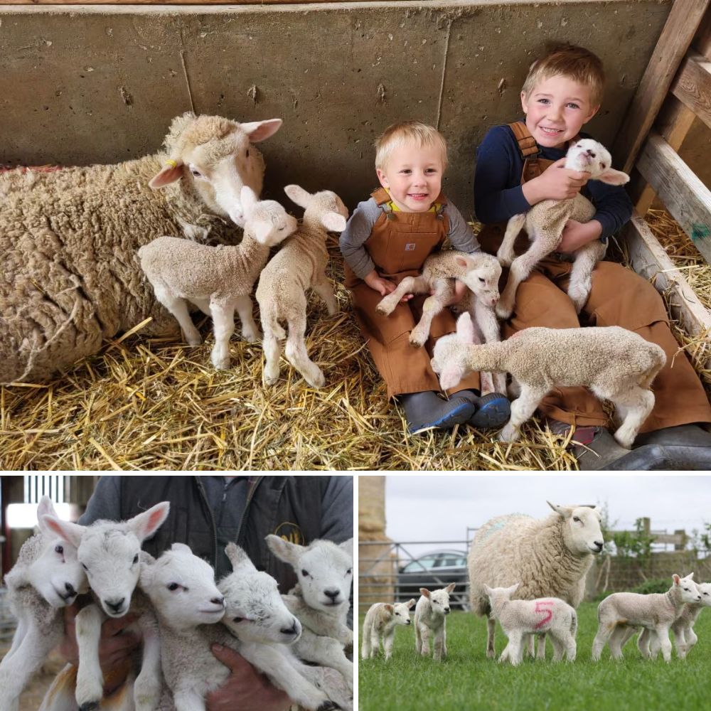 Save - “Scientists are stunned by this rare birth – a mother sheep just ...
