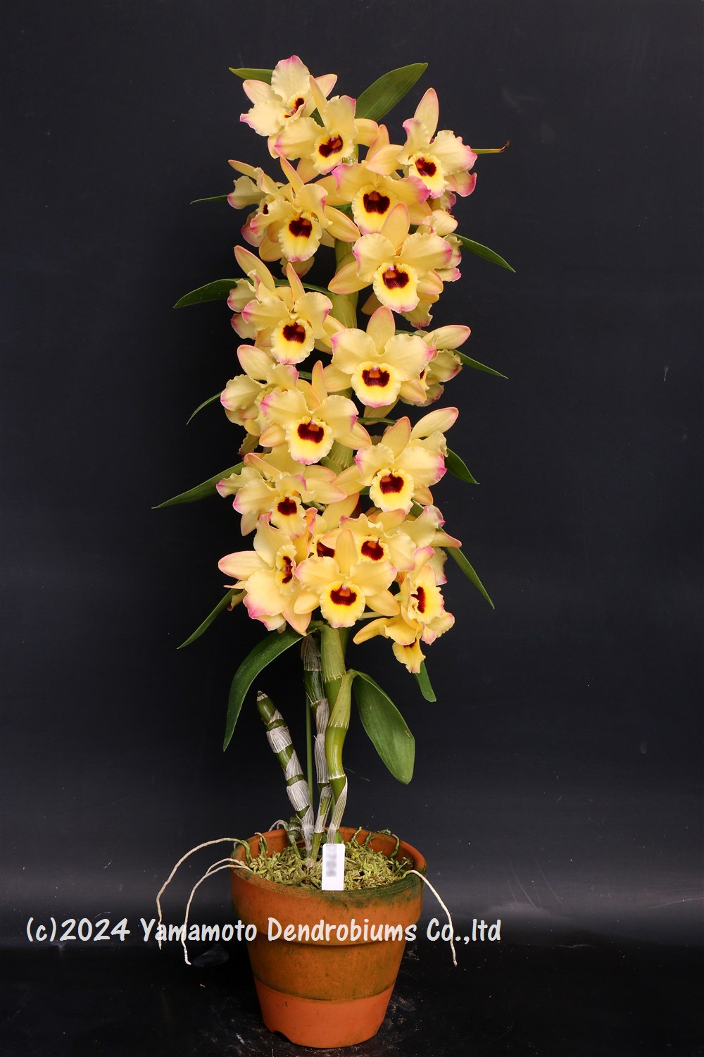 New dendrobium orchid variety: den. rainbow smile