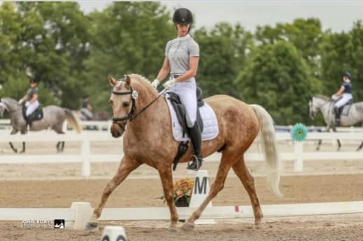 United - Learn about the Morgan Dressage Association & meet a few of ...