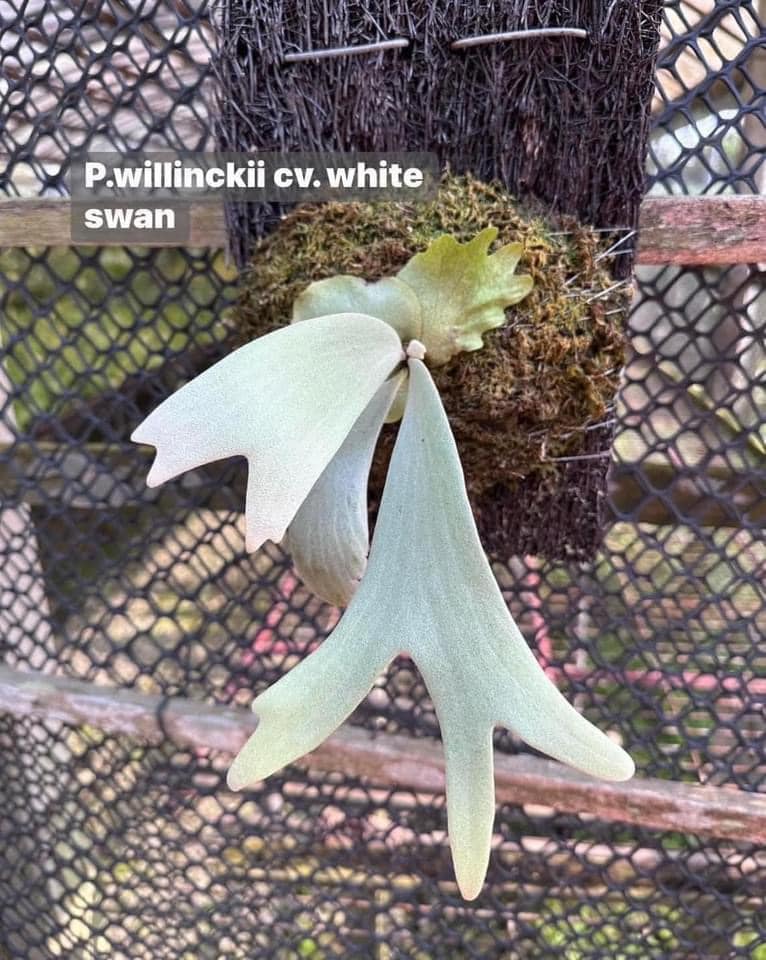 P.willinckii snow moon 雪月#poval #tuoyuanjue #platycerium