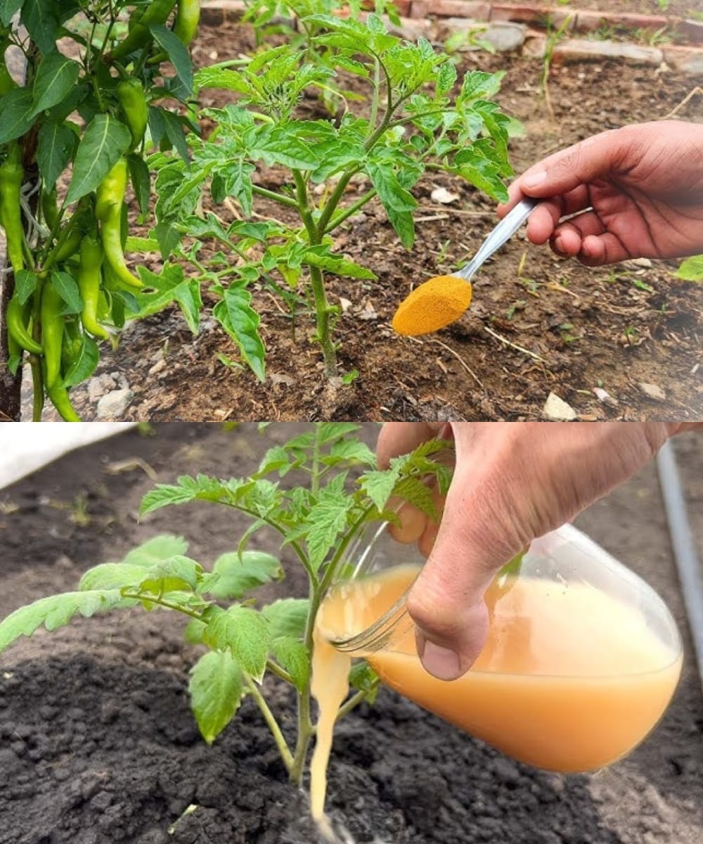 Cultiver - 🍅🥒🫑 Ne Plantez Pas de Tomates, Poivrons et Concombres Sans ...