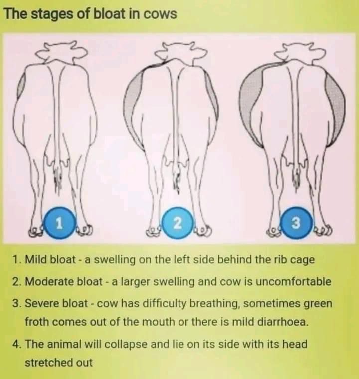 🗞 Stages of bloat in cow 🐄 - Half Baked Veterinarian | Facebook