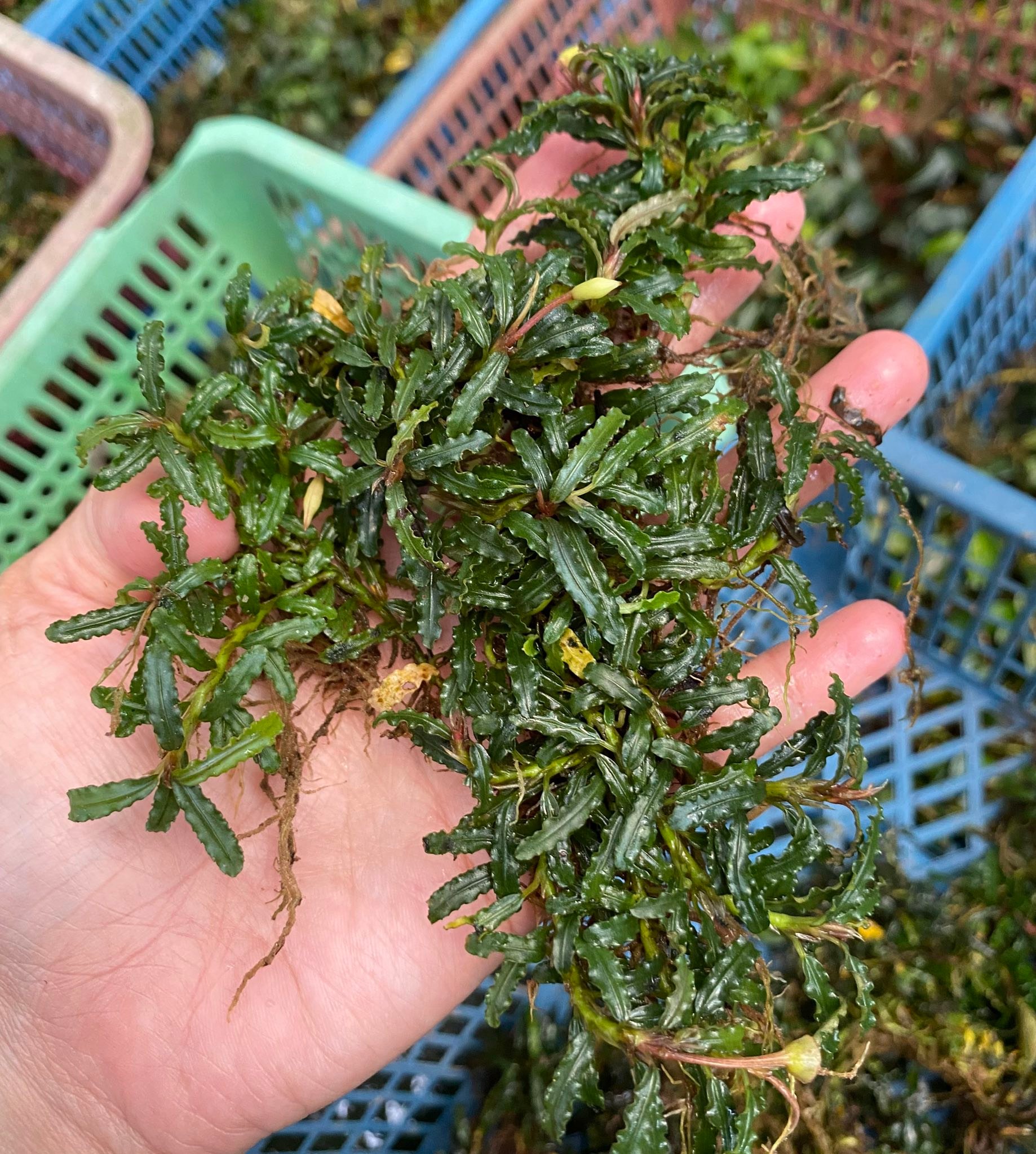 Bucephalandra ghost 2011 plant with babies for sale