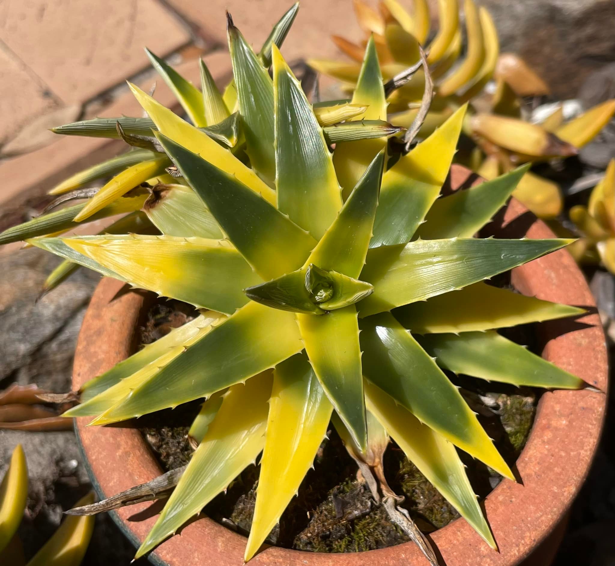 Dyckia 'Toothy' bromeliad plant with LED light care