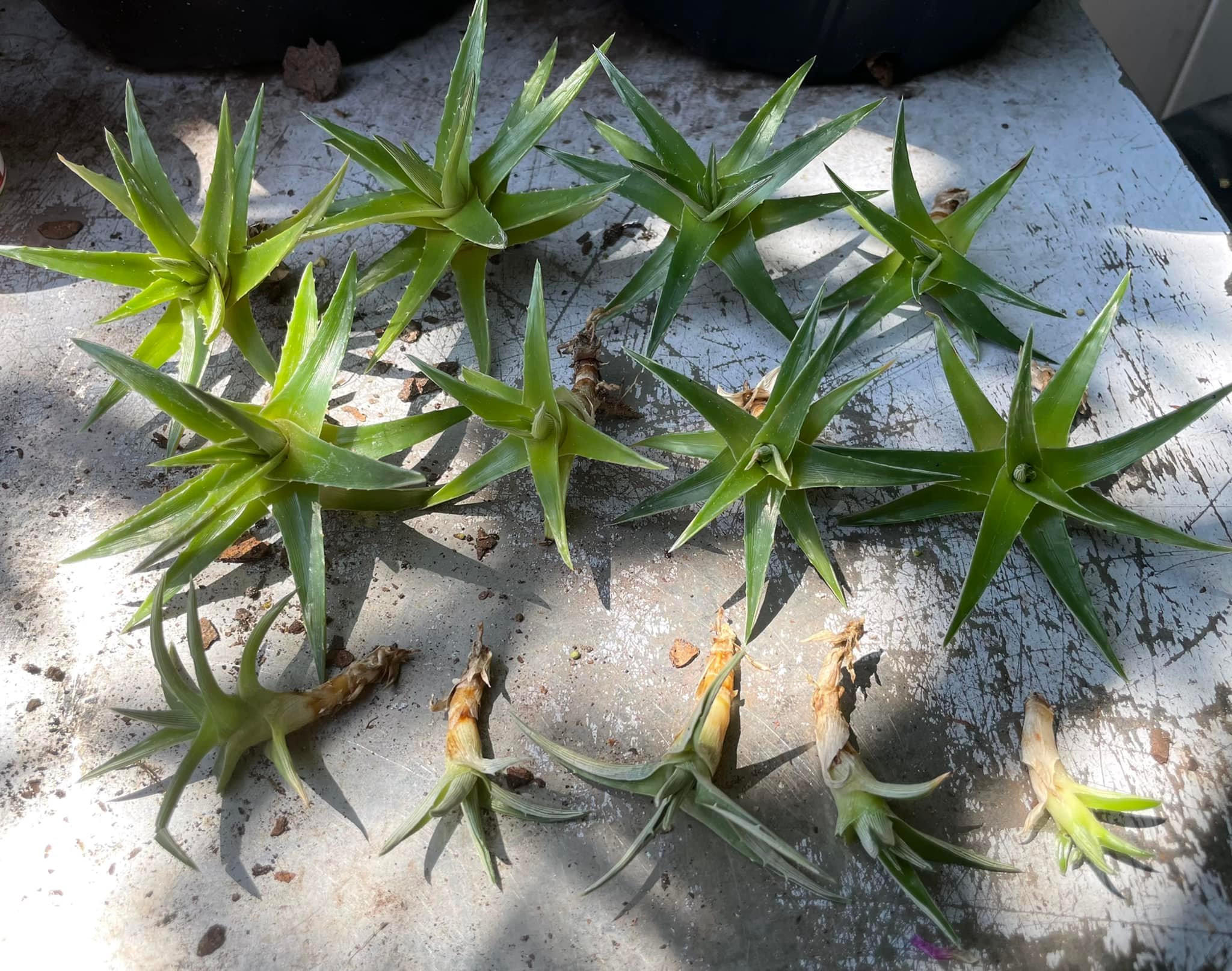Dyckia 'Toothy' bromeliad plant with LED light care