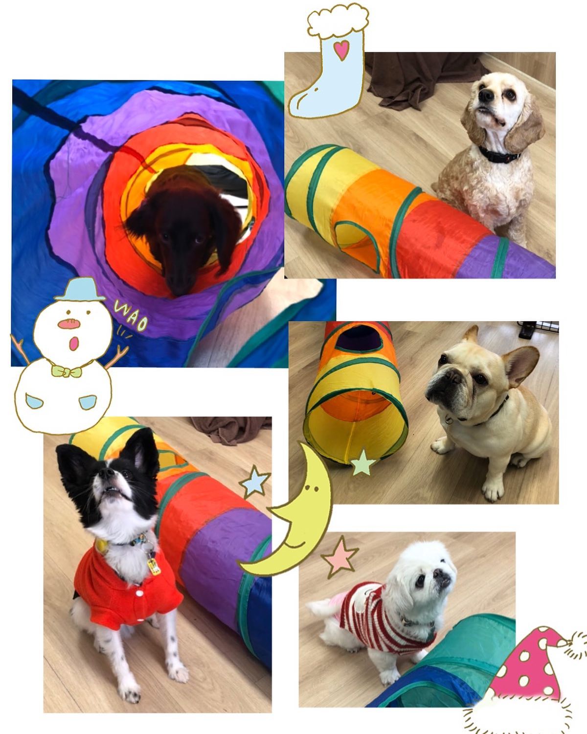 お勉強の時間 ミニアジリティ トンネル潜り ジャンプ 調布犬の保育園 ケージレスドッグホテル リトル チカ Facebook