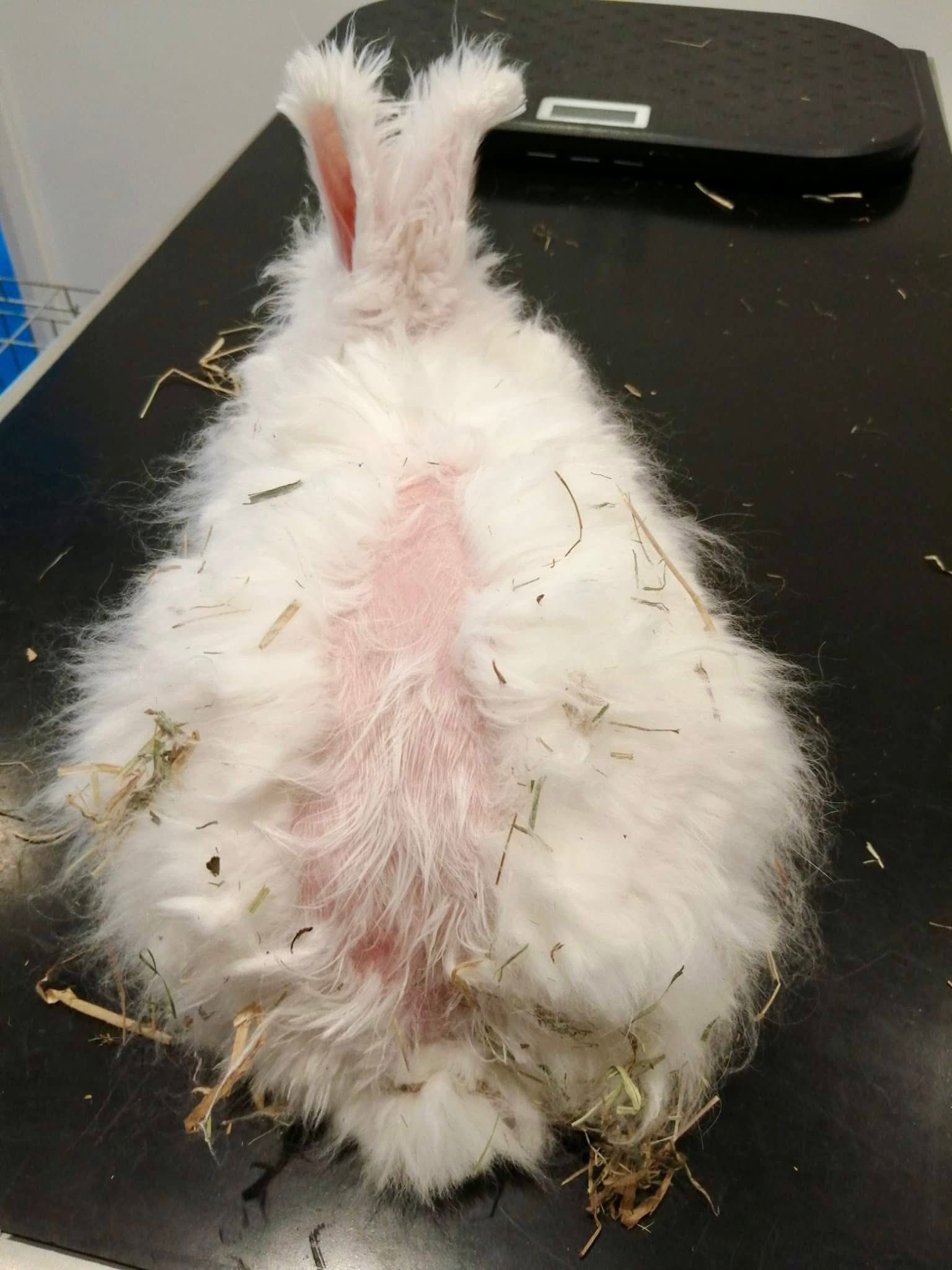We are devastated to learn that... - Shrewsbury Rabbit Rescue | Facebook