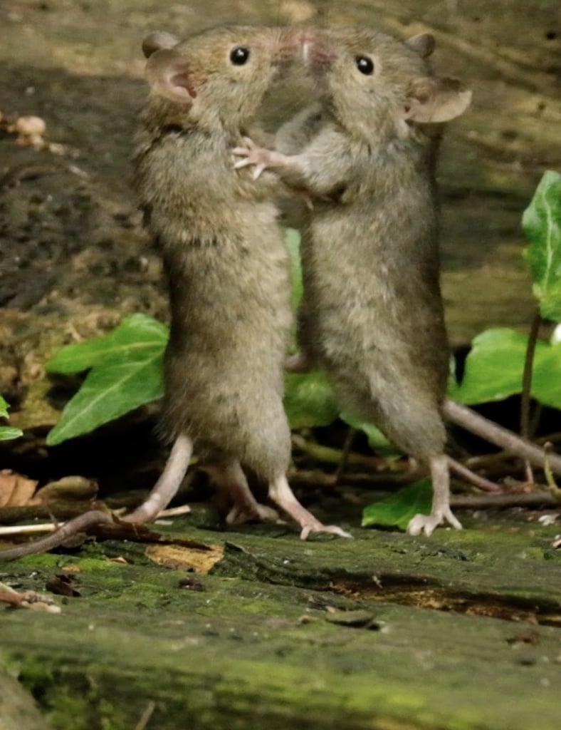 The kissing mouse, short but sweet