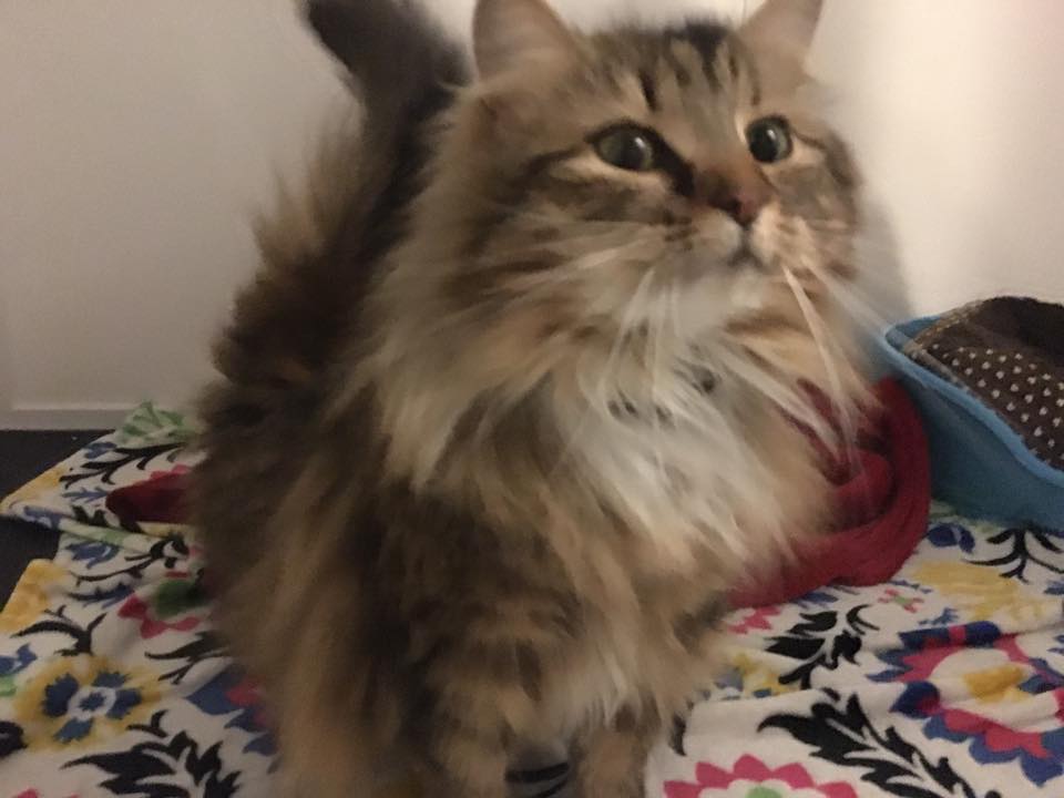 Springfield Cattery | Orsett