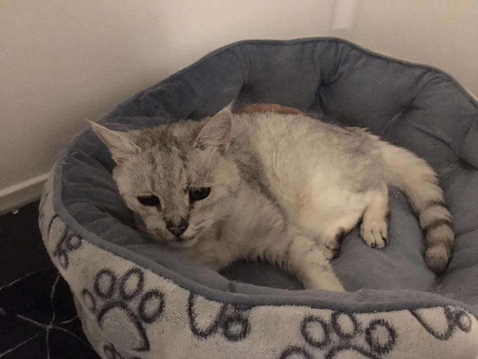 Springfield Cattery | Orsett